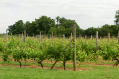 Grape vines 