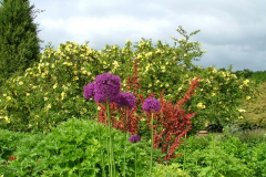 LtChisGarden3