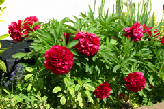 Gard11_1