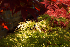 Gard8_2
